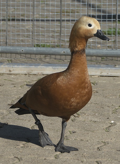 平台